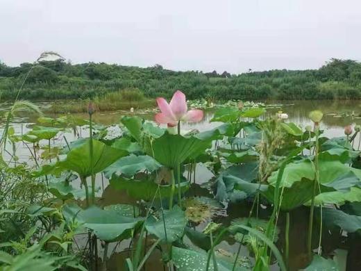 【包邮】湖北生态鲜莲藕  | 周一三五发货 | 基地直发 *Ecological Fresh Lotus Root 商品图4