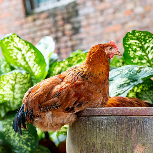 亿东篱生态农场散养老母鸡 商品图1