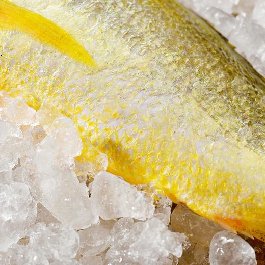 冰鲜黄花鱼200-300g/条 商品图3