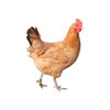 亿东篱生态农场散养老母鸡 商品缩略图4