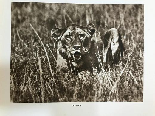 泰晤士报野生动物摄影图集 约40幅插图 漆布精装大16开 商品图6