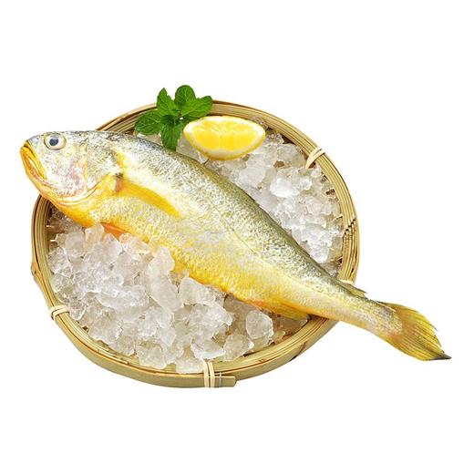 冰鲜黄花鱼200-300g/条 商品图4