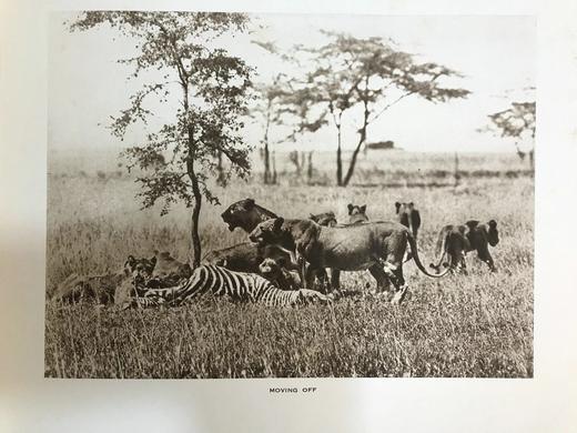 泰晤士报野生动物摄影图集 约40幅插图 漆布精装大16开 商品图7