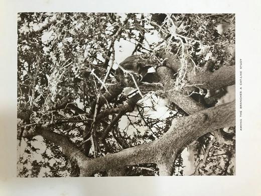 泰晤士报野生动物摄影图集 约40幅插图 漆布精装大16开 商品图4