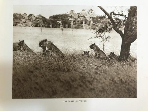 泰晤士报野生动物摄影图集 约40幅插图 漆布精装大16开 商品图11