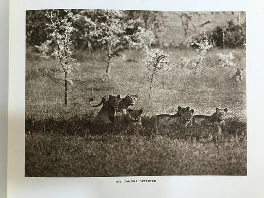 泰晤士报野生动物摄影图集 约40幅插图 漆布精装大16开 商品图14