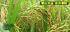 试售浙江仙居自然生态七不小麦面粉 1斤 无污染零添加  2021年冬种2022年5月收 七不种植 首季 商品缩略图0