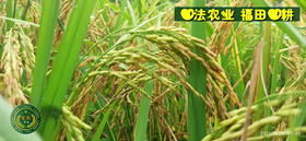试售浙江仙居自然生态七不小麦面粉 1斤 无污染零添加  2021年冬种2022年5月收 七不种植 首季