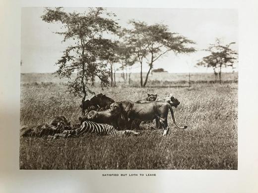 泰晤士报野生动物摄影图集 约40幅插图 漆布精装大16开 商品图8