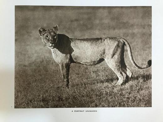 泰晤士报野生动物摄影图集 约40幅插图 漆布精装大16开 商品图12