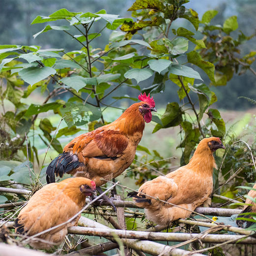亿东篱山林放养90天高品质童子小公鸡 商品图2