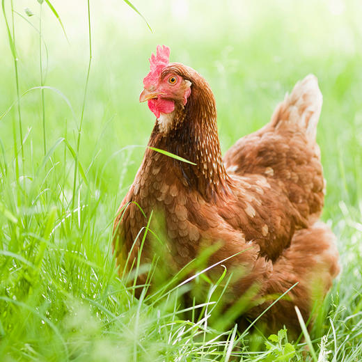 亿东篱山林放养90天高品质童子小公鸡 商品图1