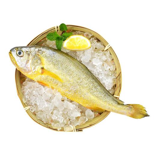 冰鲜黄花鱼200-300g/条 商品图1
