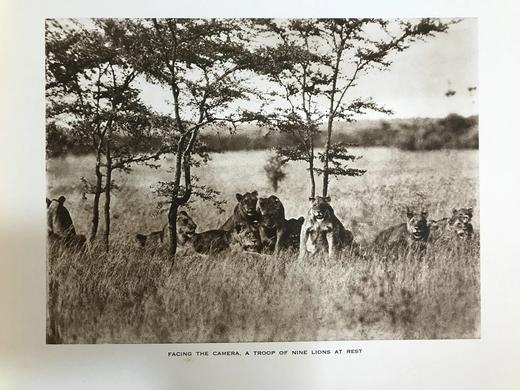 泰晤士报野生动物摄影图集 约40幅插图 漆布精装大16开 商品图13
