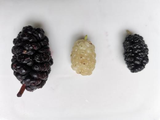 药桑罐头 商品图7