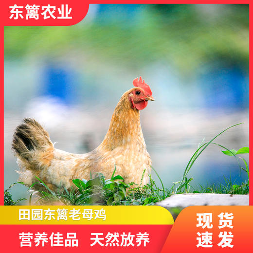 亿东篱生态农场散养老母鸡 商品图0