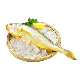 冰鲜黄花鱼200-300g/条