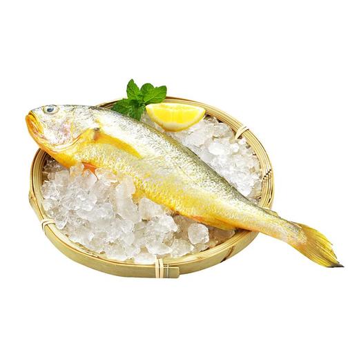 冰鲜黄花鱼200-300g/条 商品图0