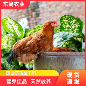 亿东篱山林放养90天高品质童子小公鸡