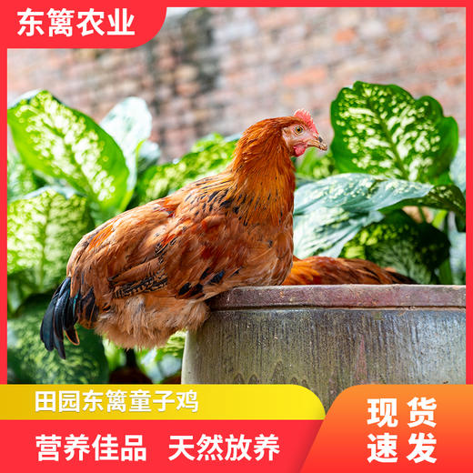 亿东篱山林放养90天高品质童子小公鸡 商品图0