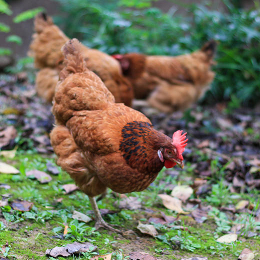 亿东篱生态农场散养老母鸡 商品图2