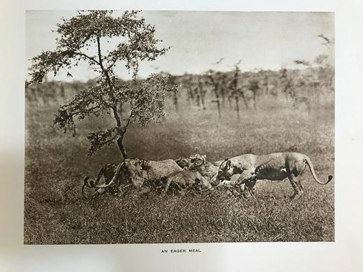 泰晤士报野生动物摄影图集 约40幅插图 漆布精装大16开 商品图10