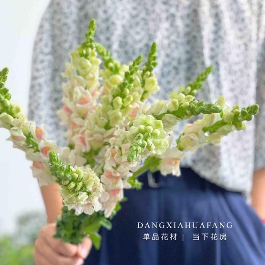 双色粉金鱼草 5支 份第二份0 1元奶呼呼的颜色好可爱花型像小金鱼 当下花房