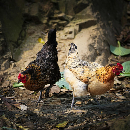 亿东篱生态农场散养老母鸡 商品图3