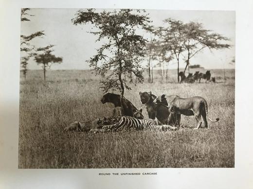 泰晤士报野生动物摄影图集 约40幅插图 漆布精装大16开 商品图9