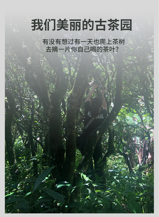 帕沙晒红 红茶 100g 商品图10