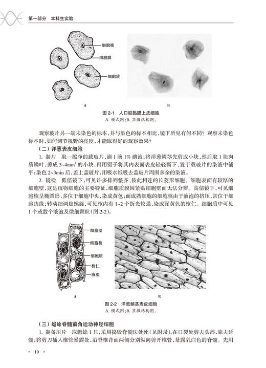 细胞生物学与医学遗传学实验教程 第3版 高等医药院校教材 蔡绍京 姚瑞芹等编 供基础临床预防口腔医学类专业用9787117316958 商品图4