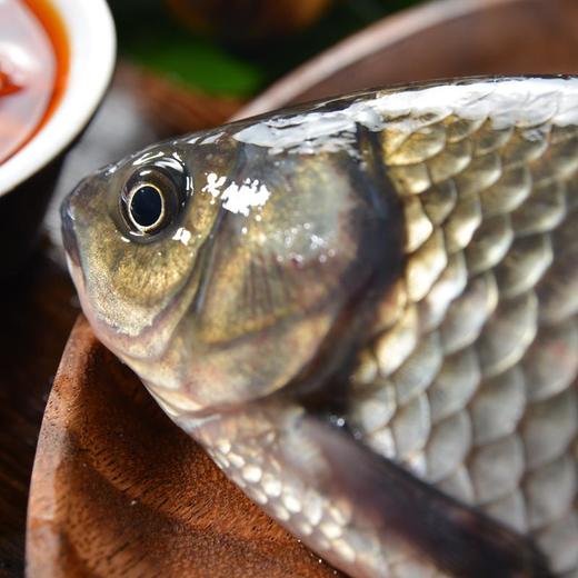 普通鲫鱼   约200-300g/条（鲫鱼） 商品图3