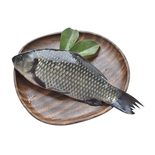 普通鲫鱼   约200-300g/条（鲫鱼） 商品图0