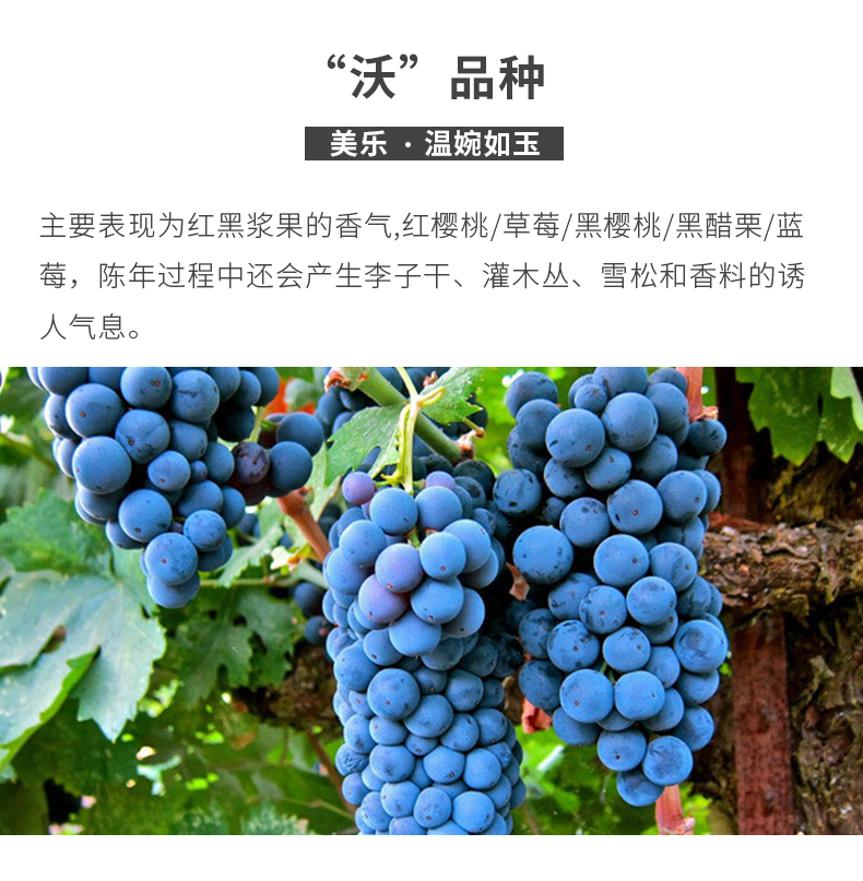 【自营配送】佳沃圆满干红葡萄酒 (西拉/美乐)