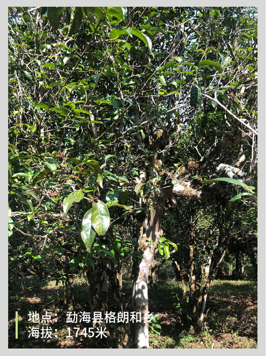 帕沙晒红 红茶 100g 商品图12