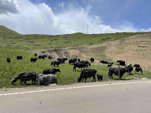 【2025年8月生产】【全新定制，升级加量不加价】国家地理标识产品【红原有机牦牛奶粉，500g*1袋】世界三大洲权威机构有机产品认证 无添加  无激素 有机牦牛奶粉 商品图8