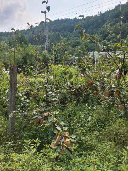 玉露香梨 商品图3