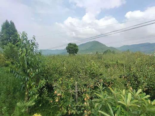 玉露香梨 商品图2