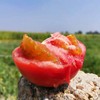 生态内蒙古草莓西红柿 | 合作生产*Eco- strawberry tomato | Coprodution 商品缩略图3