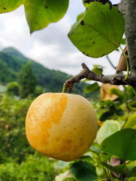 玉露香梨 商品图1