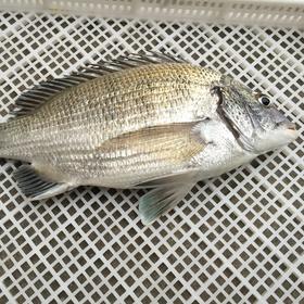 野生东山岛海钓黑鲷鱼 （海钓鱼，嘴里可能有鱼钩，大家注意！！介意慎拍）| 合作生产 * Wild Dongshan Island Black snapper | Coproduction