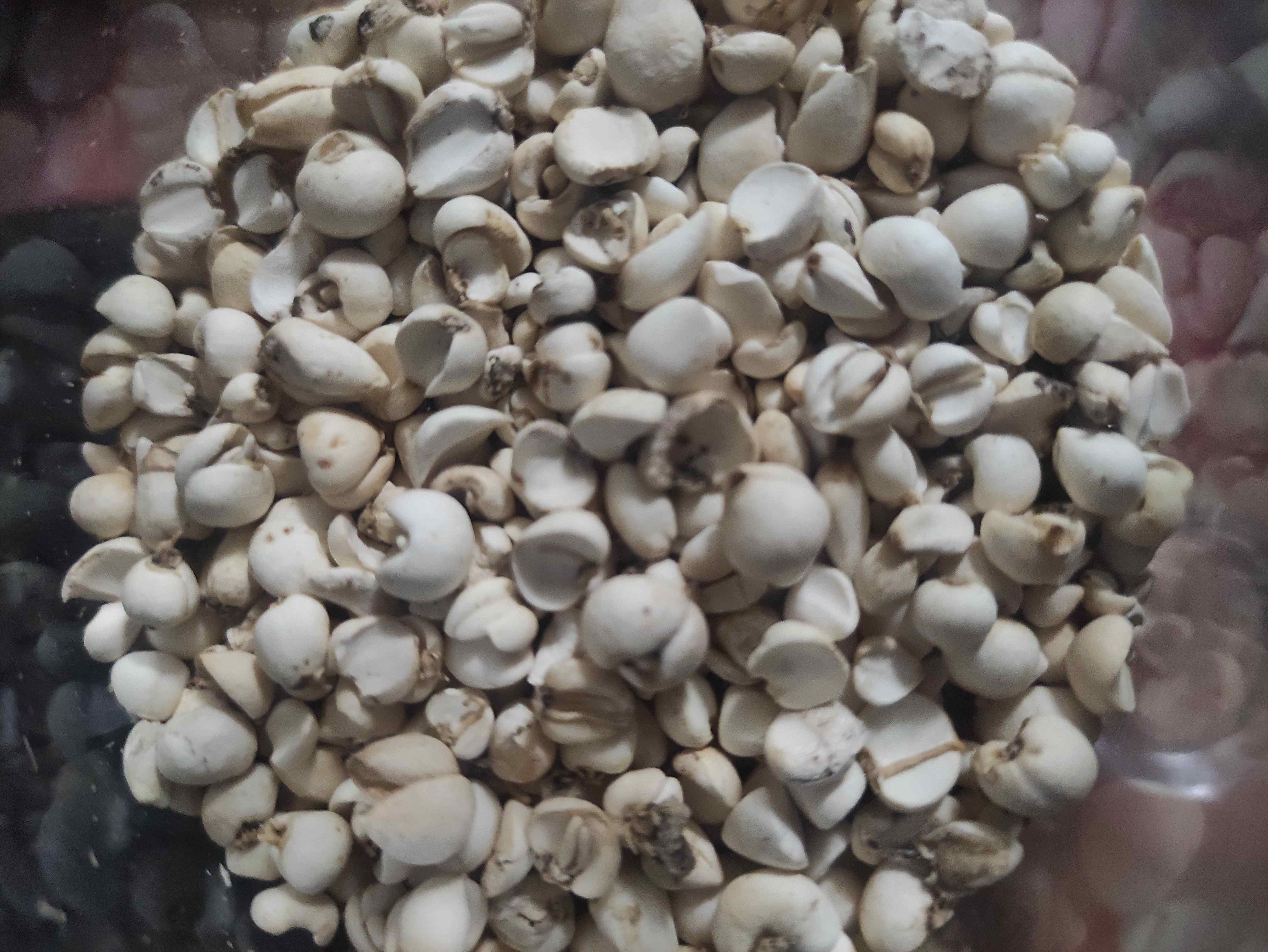 野生川贝母 家庭自用装 20克 60克【自用一样的品质】