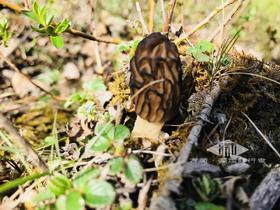 羊肚菌干货 甘孜野生羊肚菌 100g煲汤专用