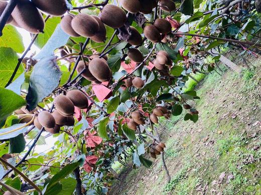 周至翠香猕猴桃五斤礼盒装/十斤普通装 商品图0