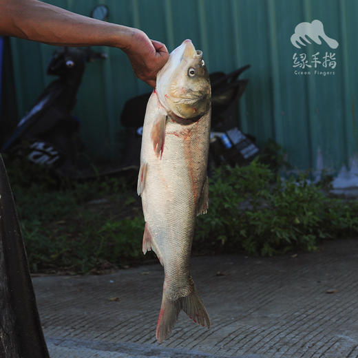 生态白鲢鱼分段 （冷冻，广东省外可下单）| 绿家自产 * Eco-bighead Carp | Self-production 商品图2