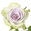 丽江基地单头玫瑰 | 海洋之心 商品缩略图0