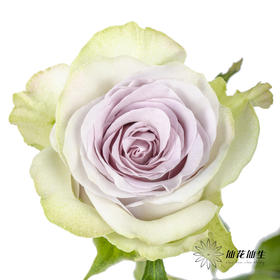 丽江基地单头玫瑰 | 海洋之心