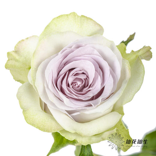 丽江基地单头玫瑰 | 海洋之心 商品图0