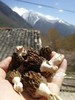 羊肚菌干货 甘孜野生羊肚菌 100g煲汤专用 商品缩略图2