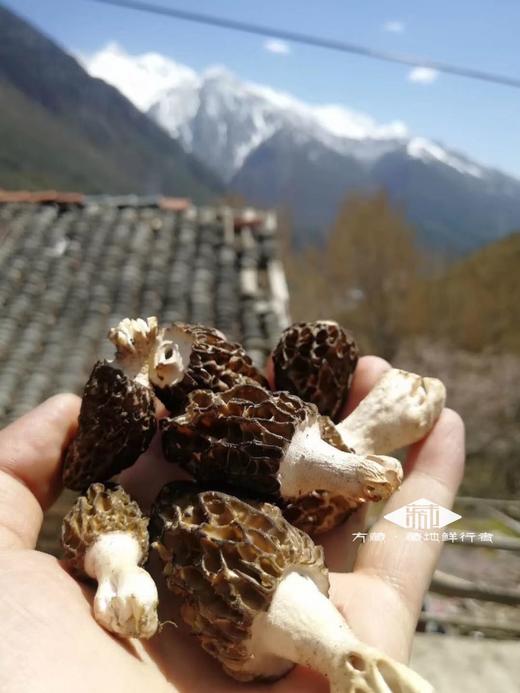 羊肚菌干货 甘孜野生羊肚菌 100g煲汤专用 商品图2